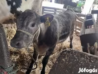 Býk, Simmental cattle — foto 4