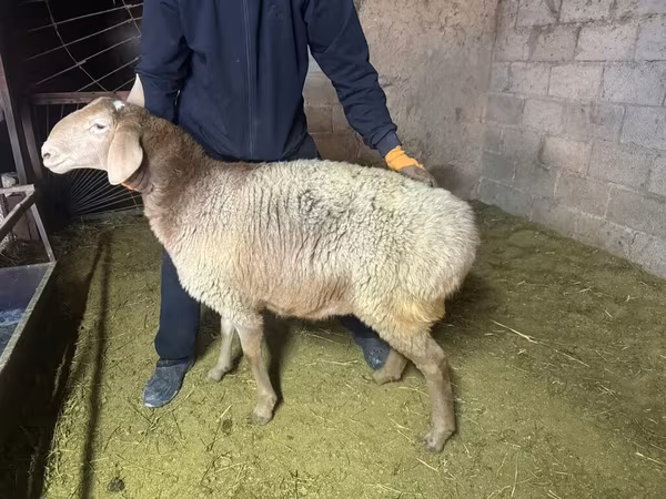 Arashan sheep