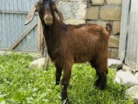 ወንድ ፍየል, Goats — ፎቶ 3