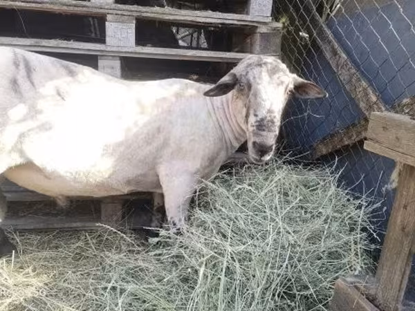 Ram, Sheep — Hungary