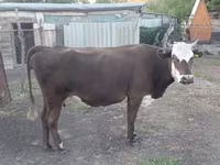 Ko, Latvian Blue cattle — foto 4