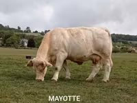Banteng, Cast cow — foto 4