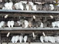 Quails — الصورة 2