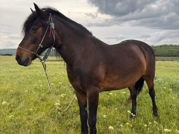 Mare, Horses — Moldova