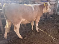 Bou, Simmental cattle — foto 1