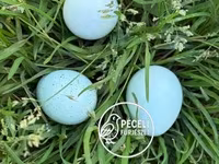 Quails — عکس 1