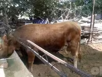 Tyre, Simmental cattle — foto 4