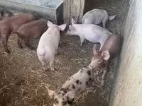 Prasata (šarže, pohlaví neuvedeno), Топигс Норсвин — foto 4