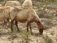 میش, گوسفند — عکس 3