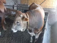 گاو نر, Swiss cattle — عکس 3