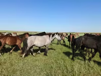 კვიცი, Kazakh horse — ფოტო 5