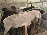 Ram, Hissar sheep — photo 8