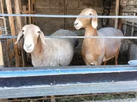 Baran, Arashan sheep — zdjęcie 3