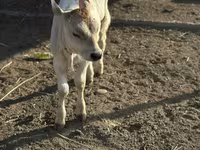 گاو ماده, Swiss cattle — عکس 8