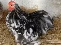 Pekin Bantam — photo 1