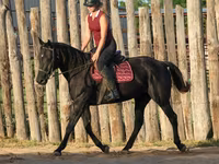Kuda betina, Quarter Horse — foto 5