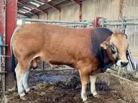 سانڈ, Partenaise cattle — تصویر 5