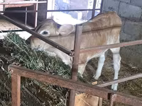 Krava, Swiss cattle — foto 1