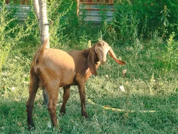 بز (گروه، جنسیت مشخص نشده), Nubian Goat