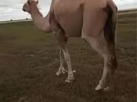 شتر ماده, Kazakh Bactrian camel — عکس 3