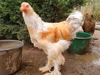 Brahma — zdjęcie 2