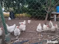 Chickens — รูปภาพ 4
