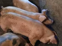 Scrofa, Maiali — foto 5