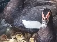 Ducks — foto 2