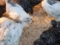 Chickens — foto 4