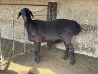 ভেড়ার পাঁঠা, ভেড়া — ছবি 3
