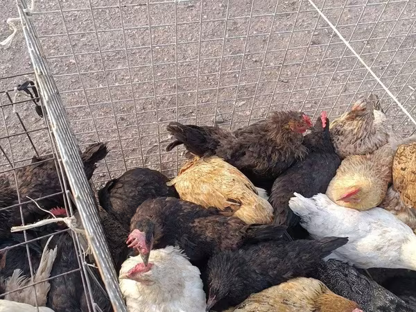 Chickens