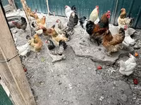 Brahma — Foto 2