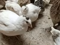 Quails — снимка 6