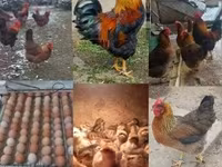 Chickens — عکس 2