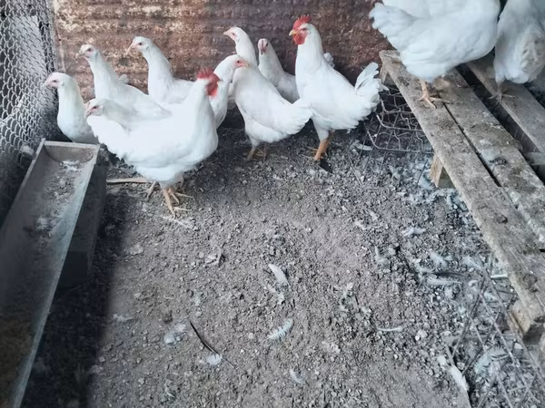 Leghorn