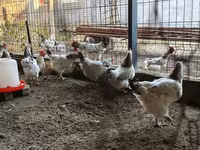 Ադլեր Սիլվեր — լուսանկար 5