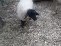 Widder, White Suffolk sheep — Foto 2