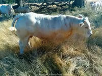 Бұқа, Charolais cattle — 3-сурет