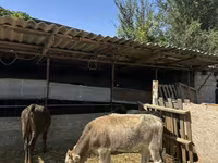 گاو ماده, گاو — عکس 6