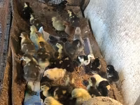 Ducks — عکس 3