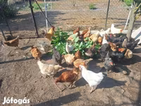 Chickens — zdjęcie 6