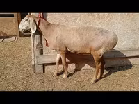 แกะตัวเมีย, Rhon sheep — รูปภาพ 2