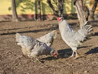 አራውካና — ፎቶ 3