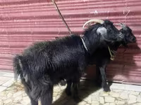بز ماده, بز — عکس 2