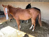 Faras dhaddig, Horses — sawirka 2