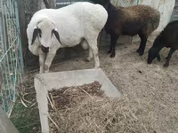 Ram, Arashan sheep — photo 4
