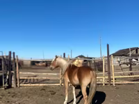 Konji (partija, pol nije naveden), Kazakh horse — fotografija 2