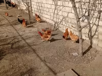 Chickens — foto 1