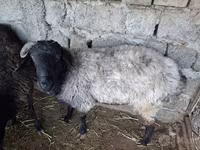 قوچ, گوسفند — عکس 3