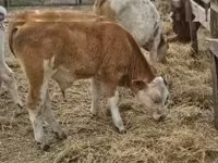 Kvæg (parti, køn ikke angivet), Simmental cattle — foto 6
